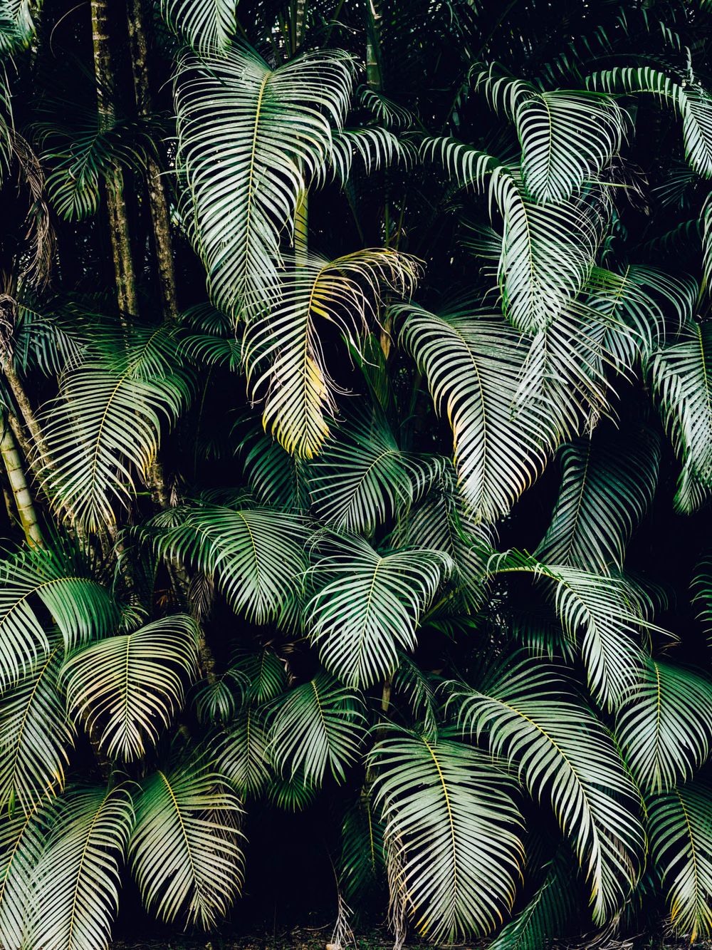Lush green palm fronds create a dense tropical backdrop with overlapping leaves in a natural garden setting.