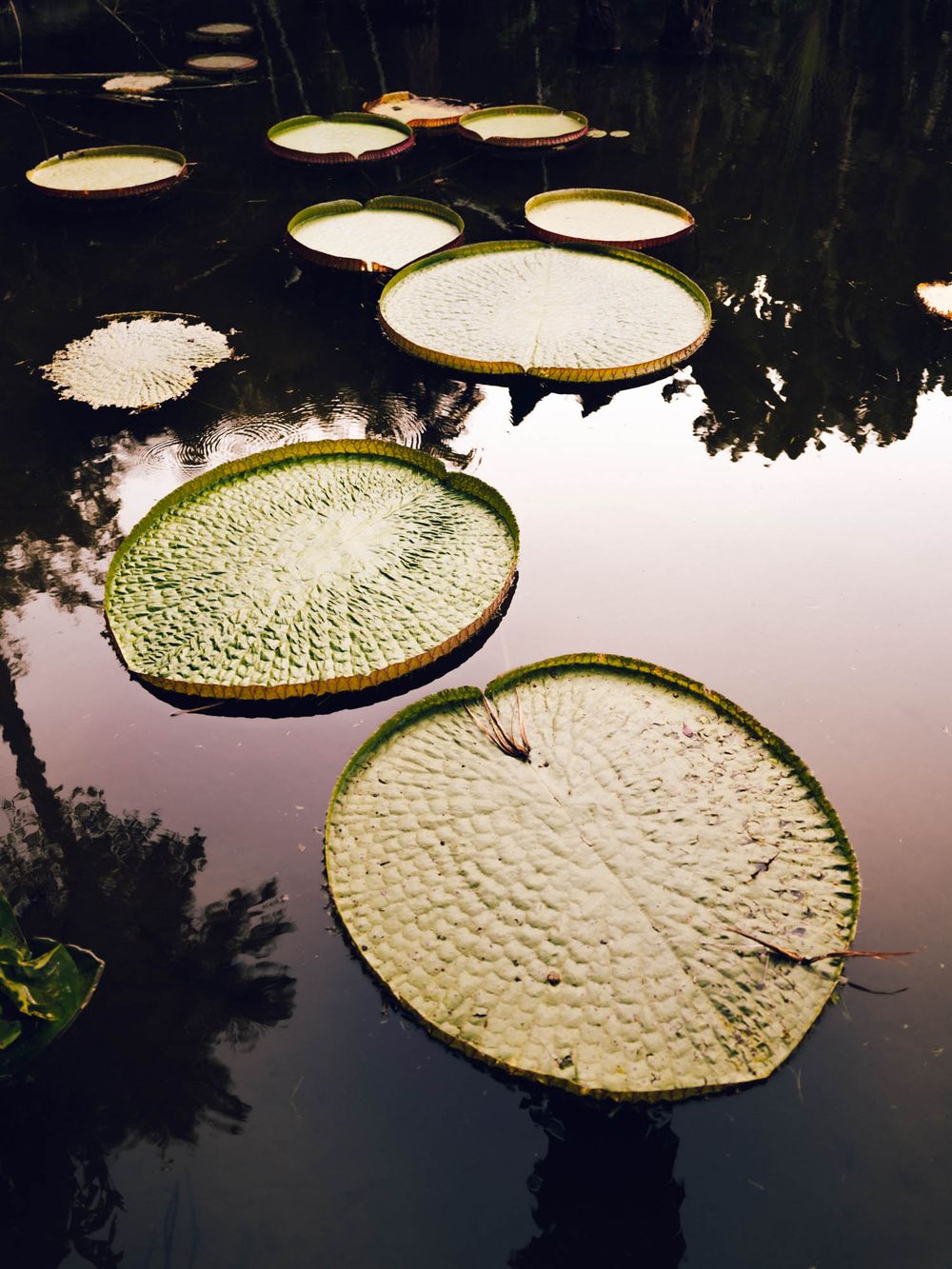 Giant lily pads with textured surfaces float serenely on dark reflective water in a botanical garden.