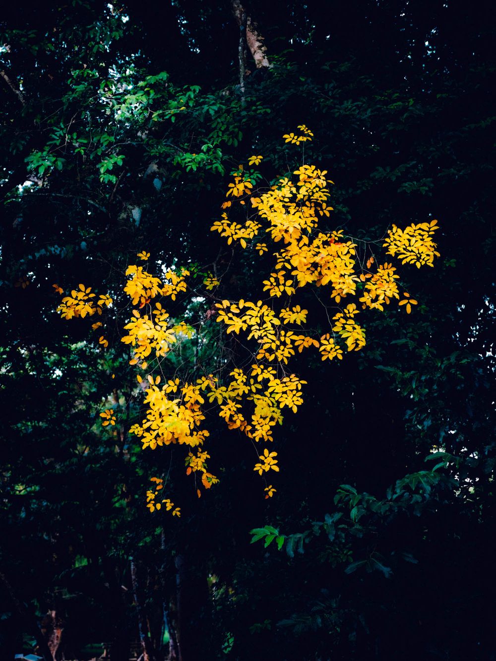 Golden autumn leaves glow against dark forest background creating striking natural contrast in evening light.