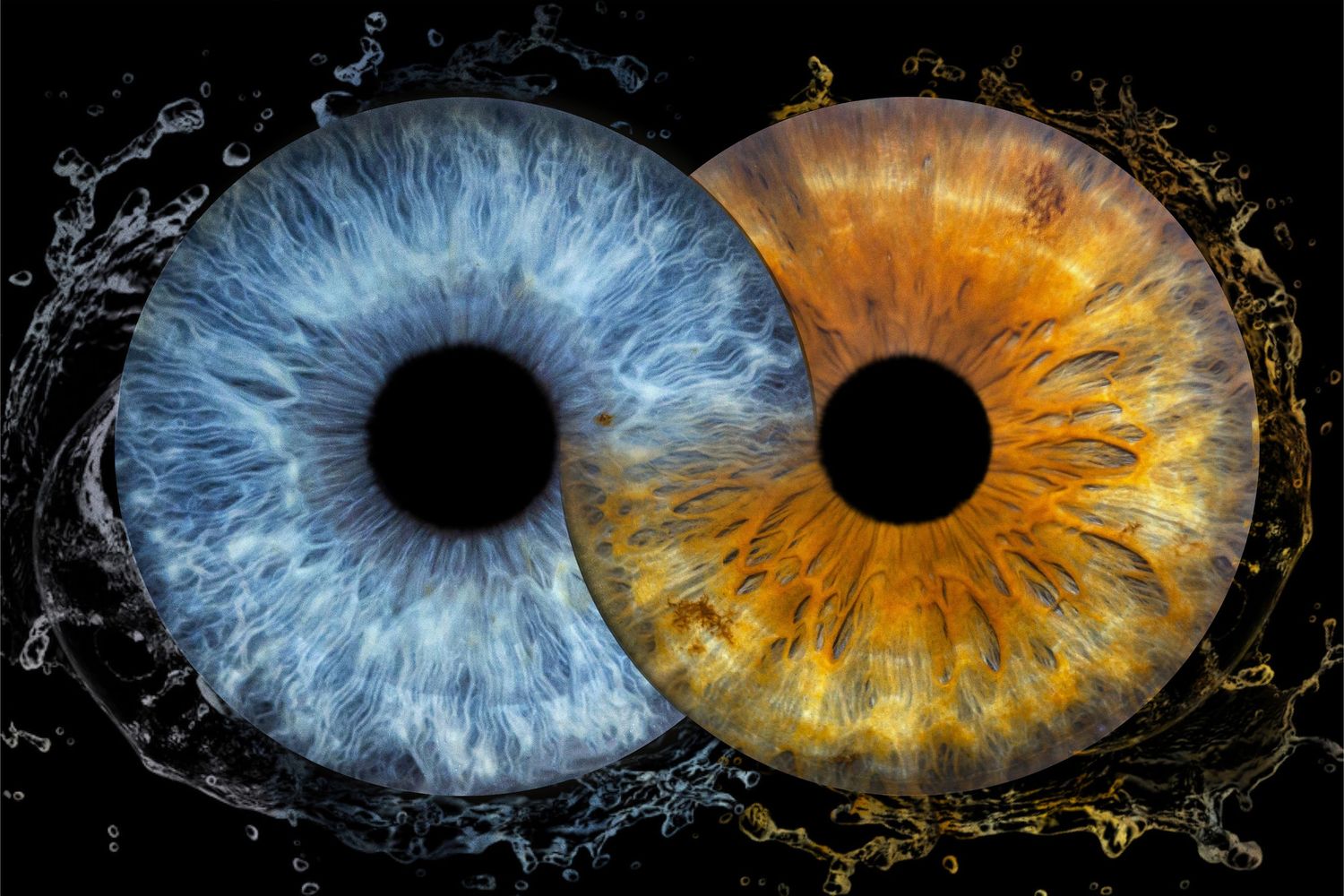 IRIS Macro Photos in Split Croatia