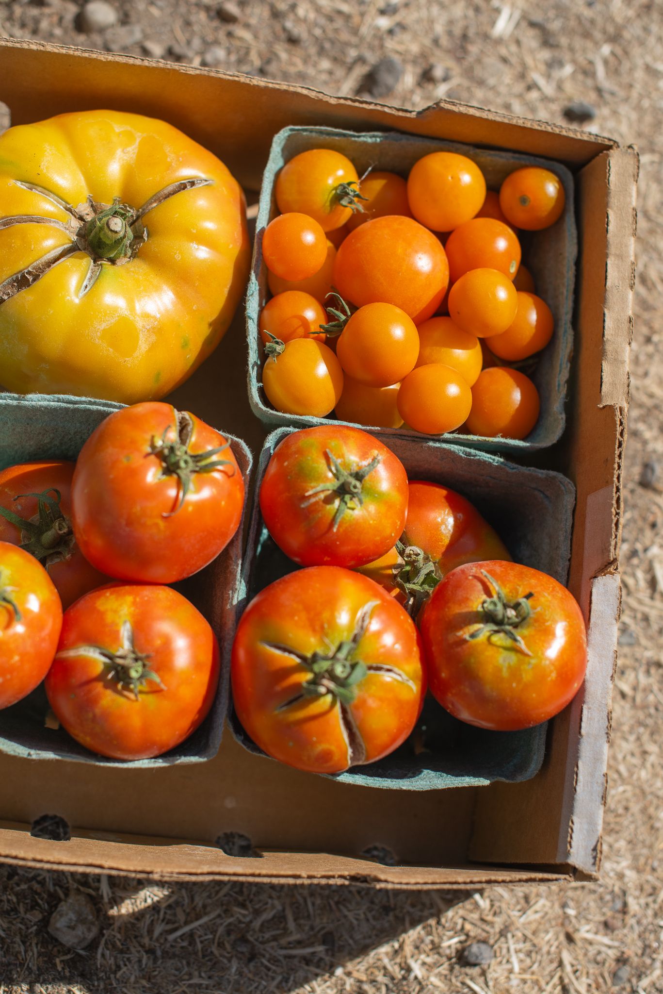 shiny plump tomatoes in the summer on the ground waiting to be delivered to customers idaho