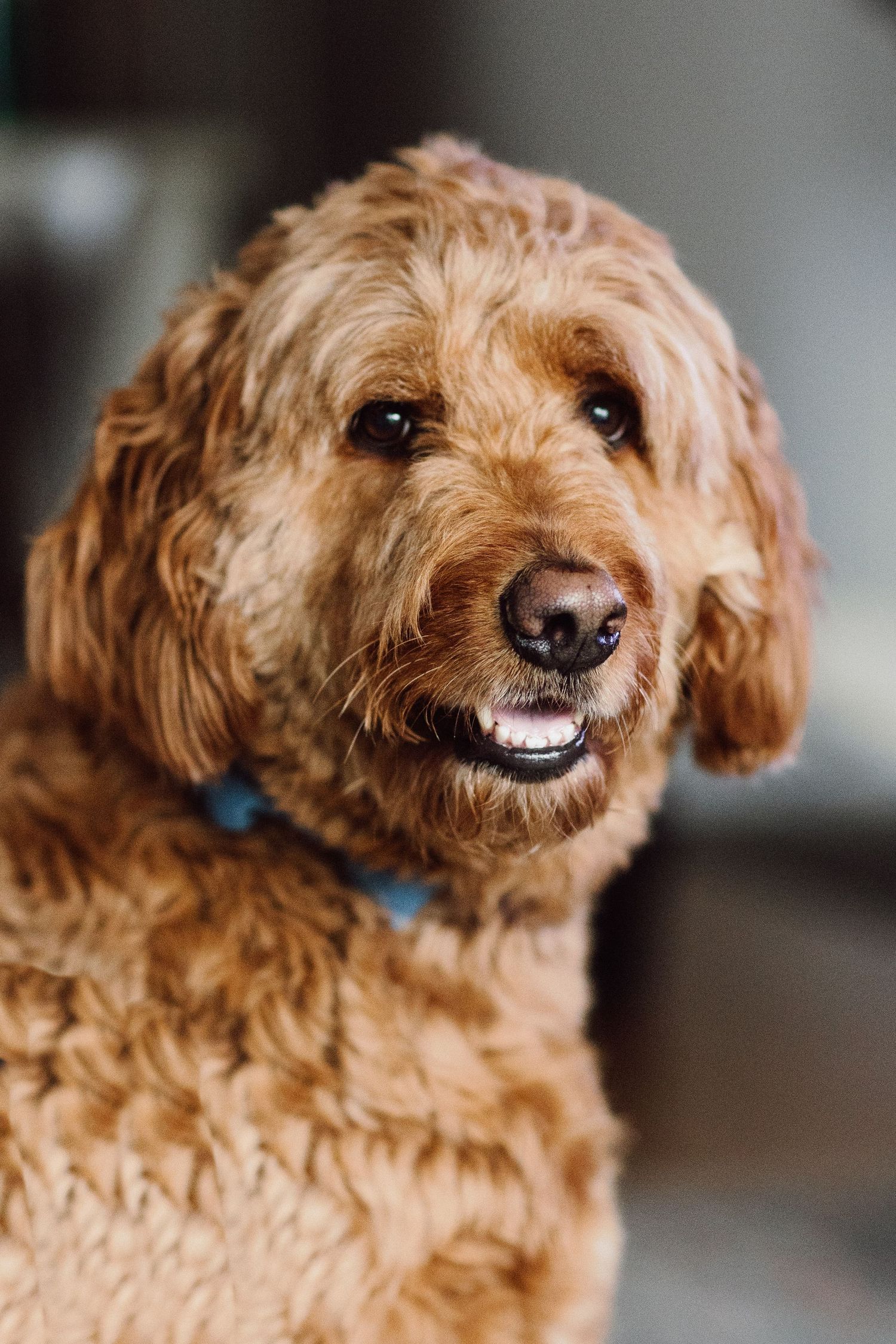Close up portrait of a smiling golden doodle dog with curly reddish-brown fur and expressive eyes.