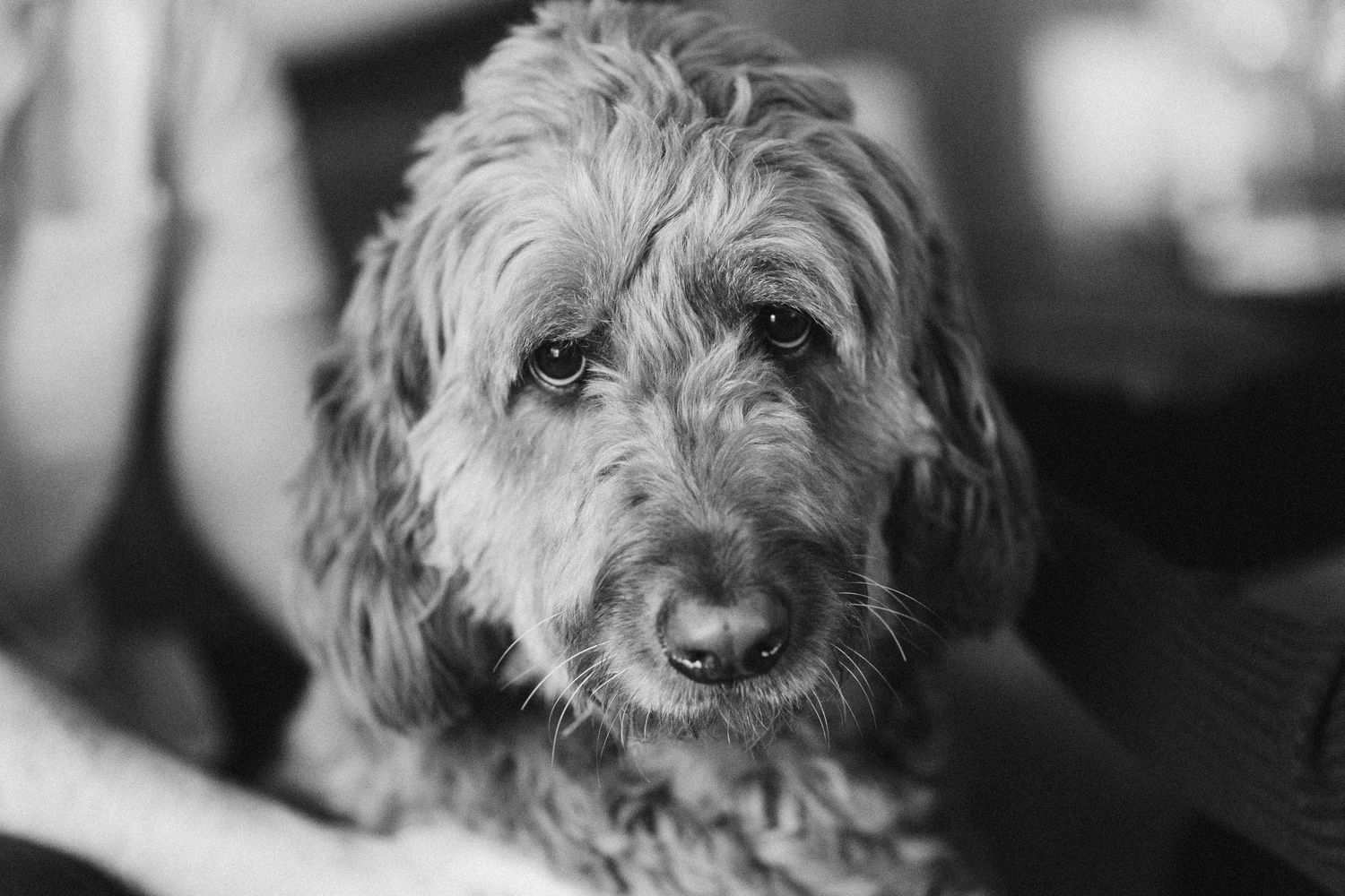 A fluffy brown dog with a scruffy coat looks directly at the camera with a sweet expression in black and white.