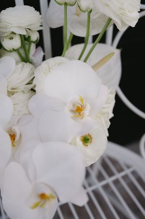 Delicate white orchids in full bloom against a dark background showcase their pristine petals and yellow centers.