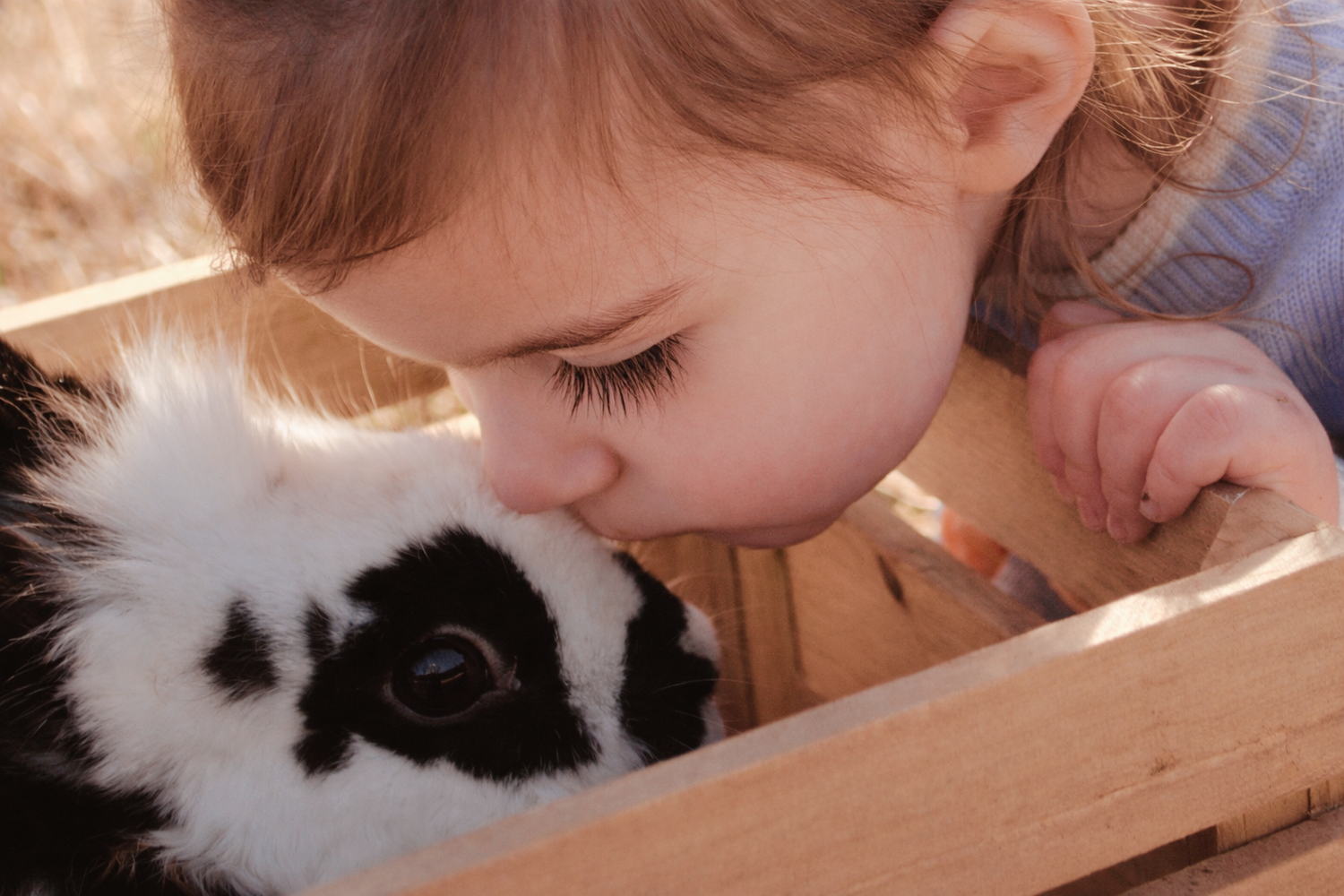 intimate moment of a child giving a bunny a kiss on head