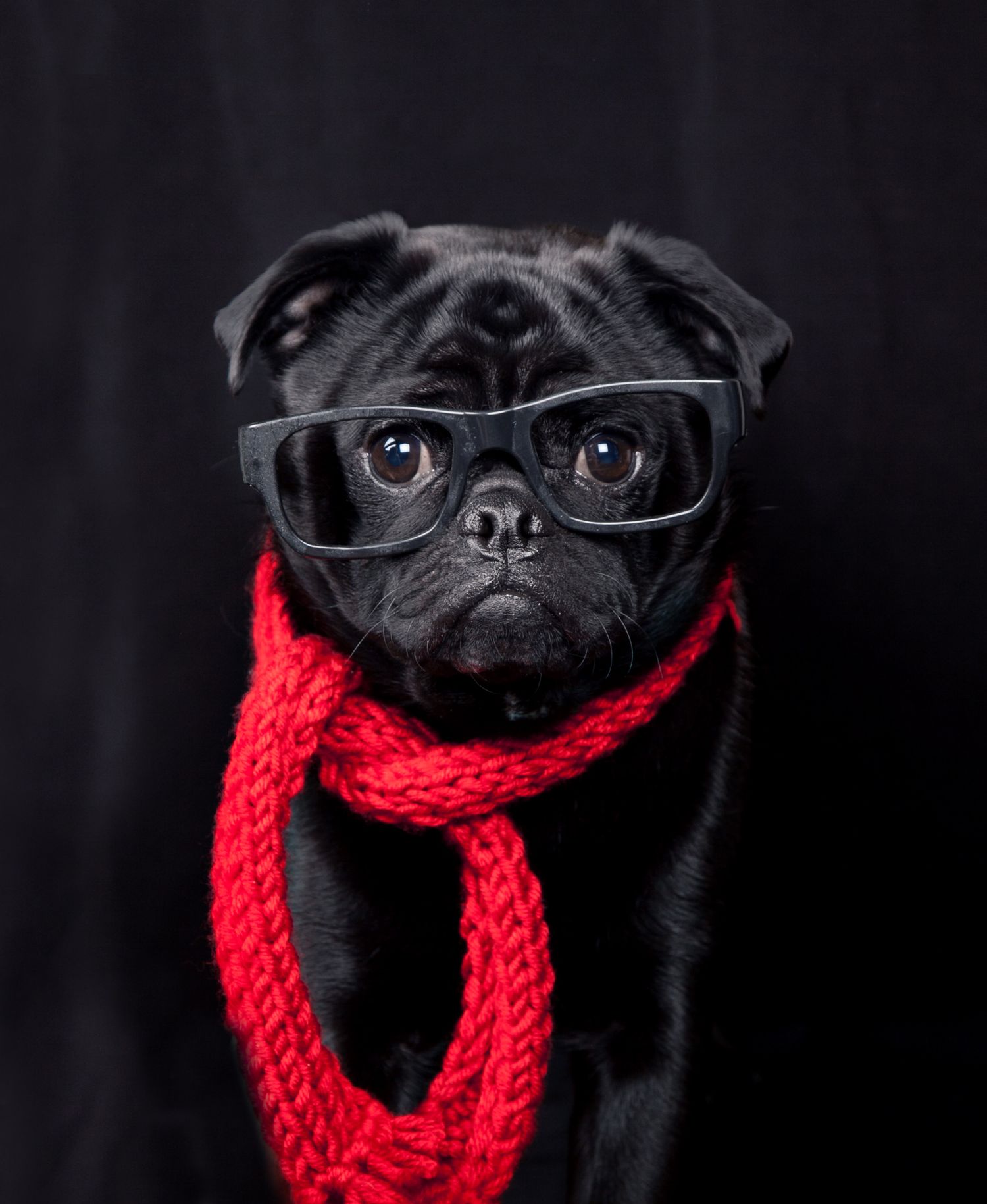 Barnsley, dog photography, dog photos, pug