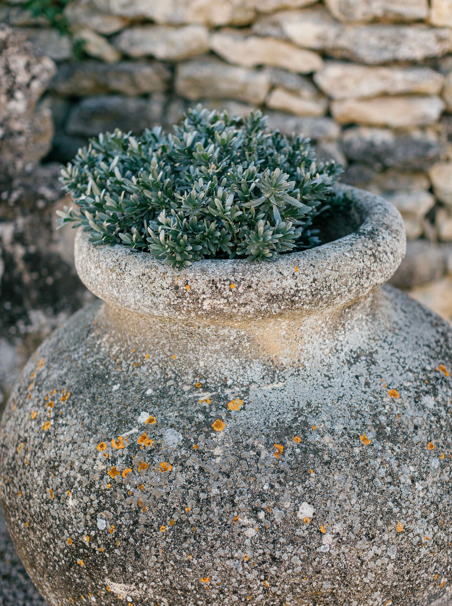 Stone planter with succulent plants growing from textured concrete vessel against rustic wall background.