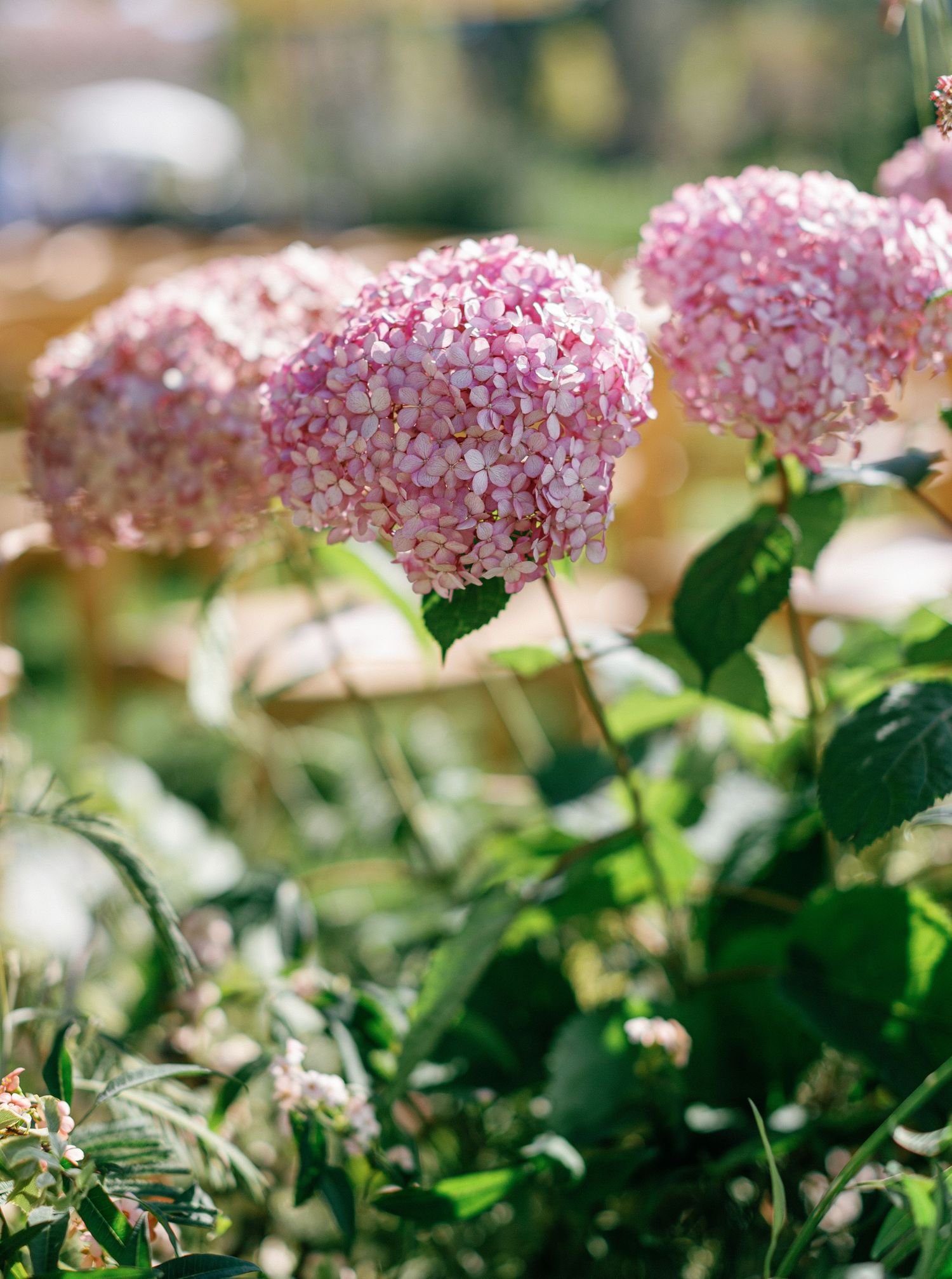 Pink flowering sedum plants bloom in a garden with soft sunlit bokeh effect in the background.