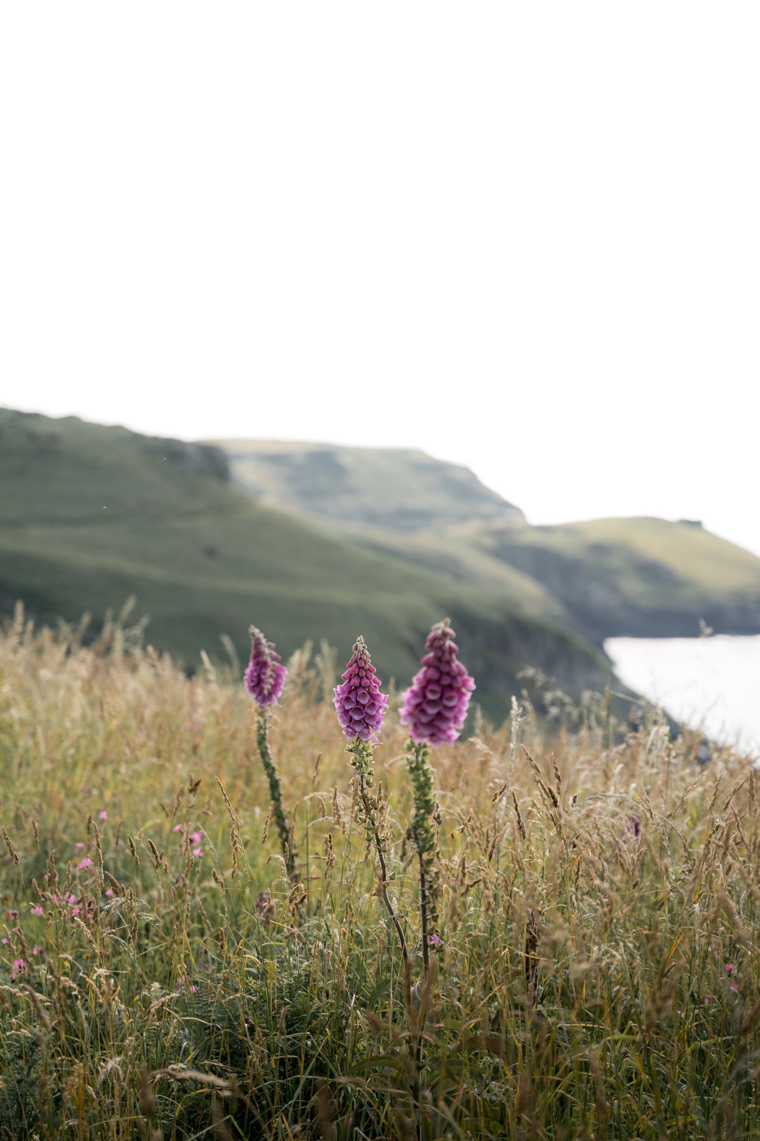 fleurs de la côte de tintagel dans les cornouailles en angleterre
