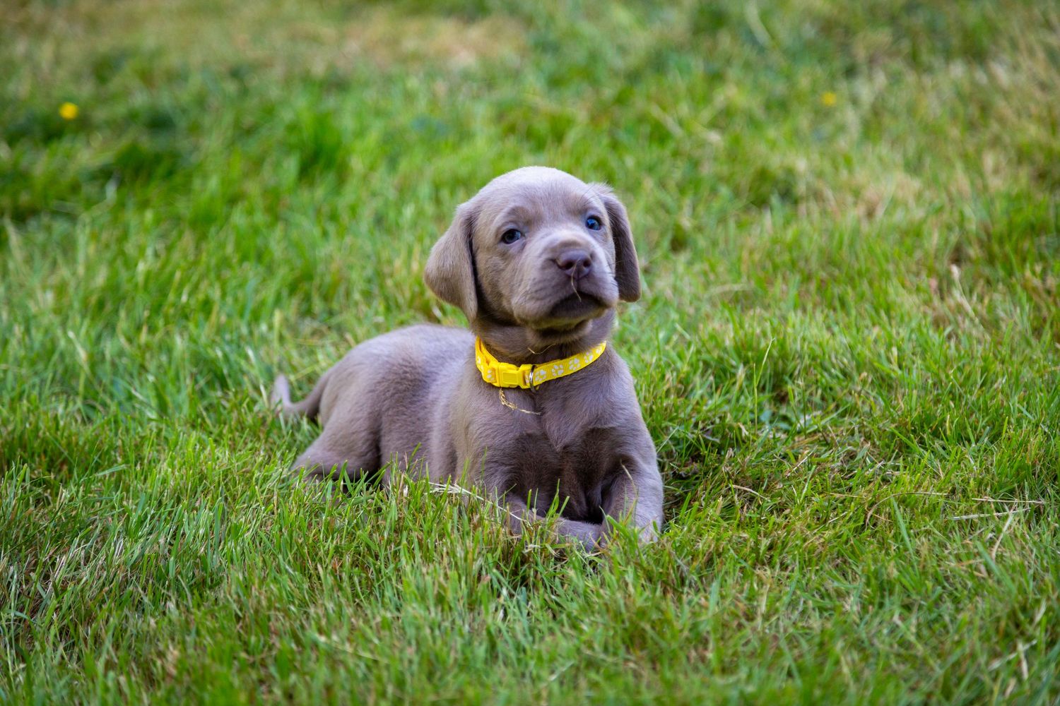 Adorable grey puppy wearing yellow collar sitting on green grass.