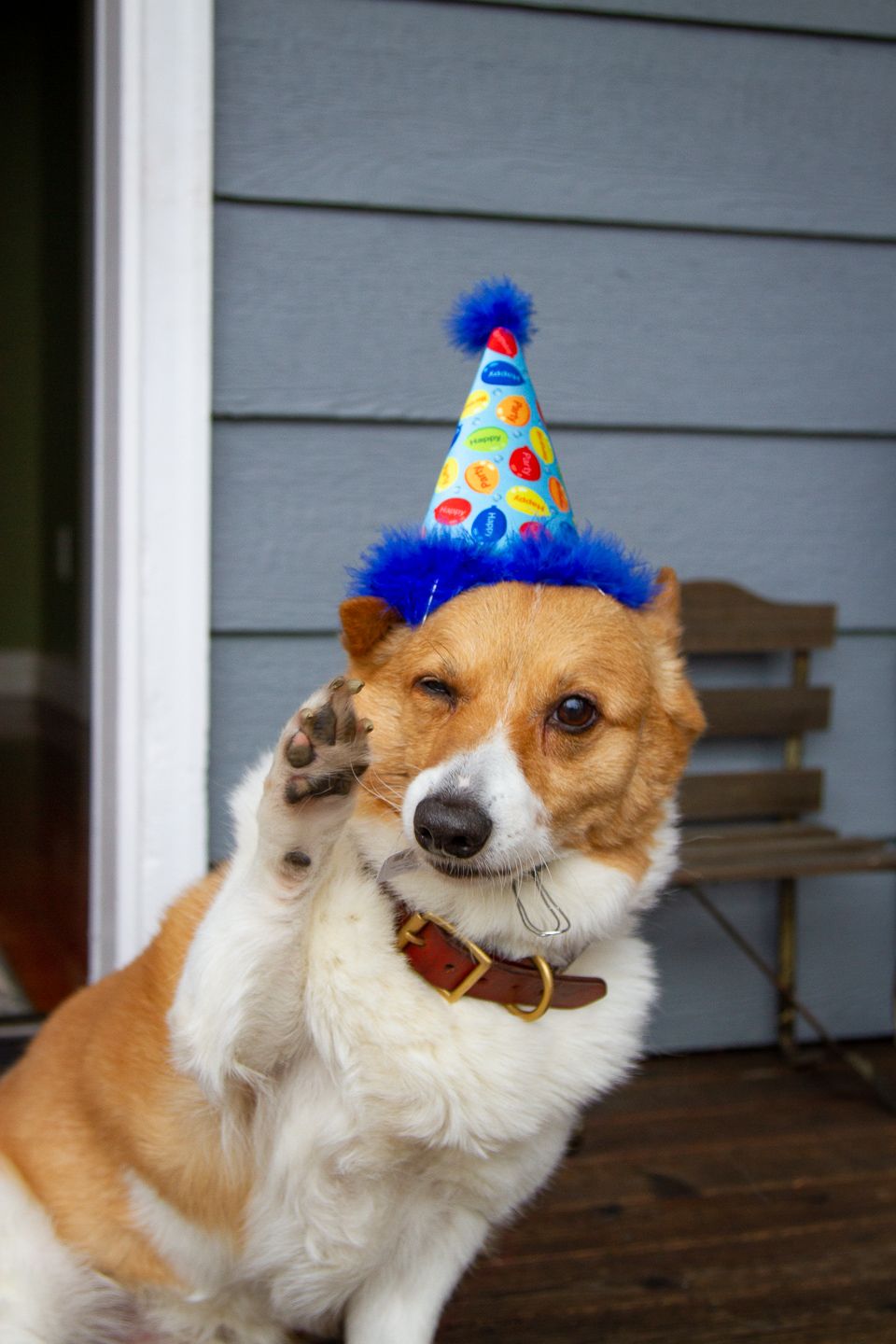 Corgi dog wearing a blue and polka dot birthday party hat sits on a wooden porch against gray siding.