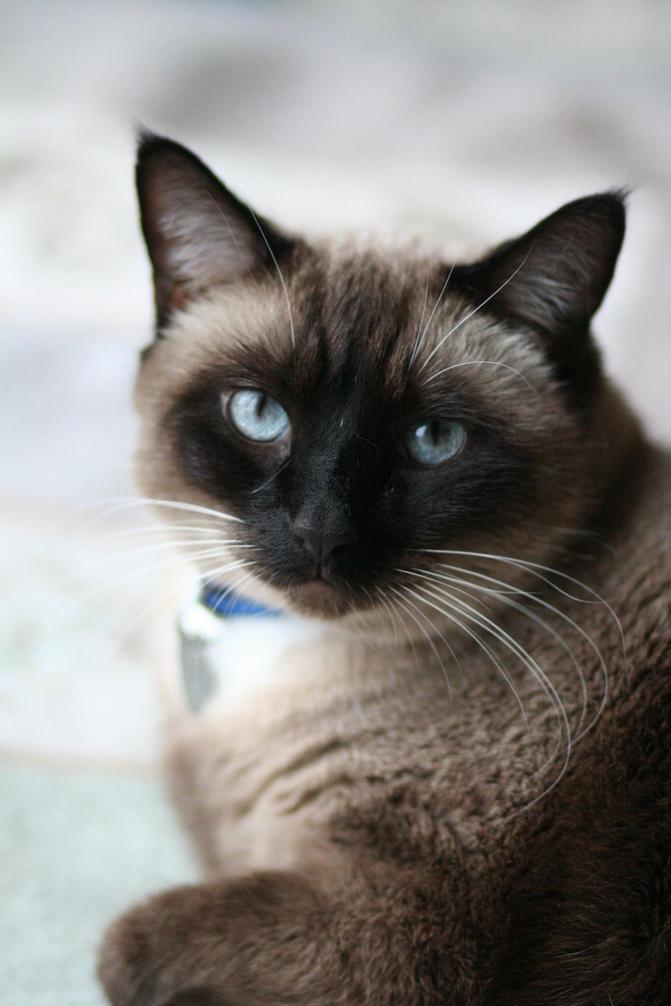 Close up portrait of a Siamese cat with striking bright blue eyes, dark points, and cream colored fur wearing a blue collar.