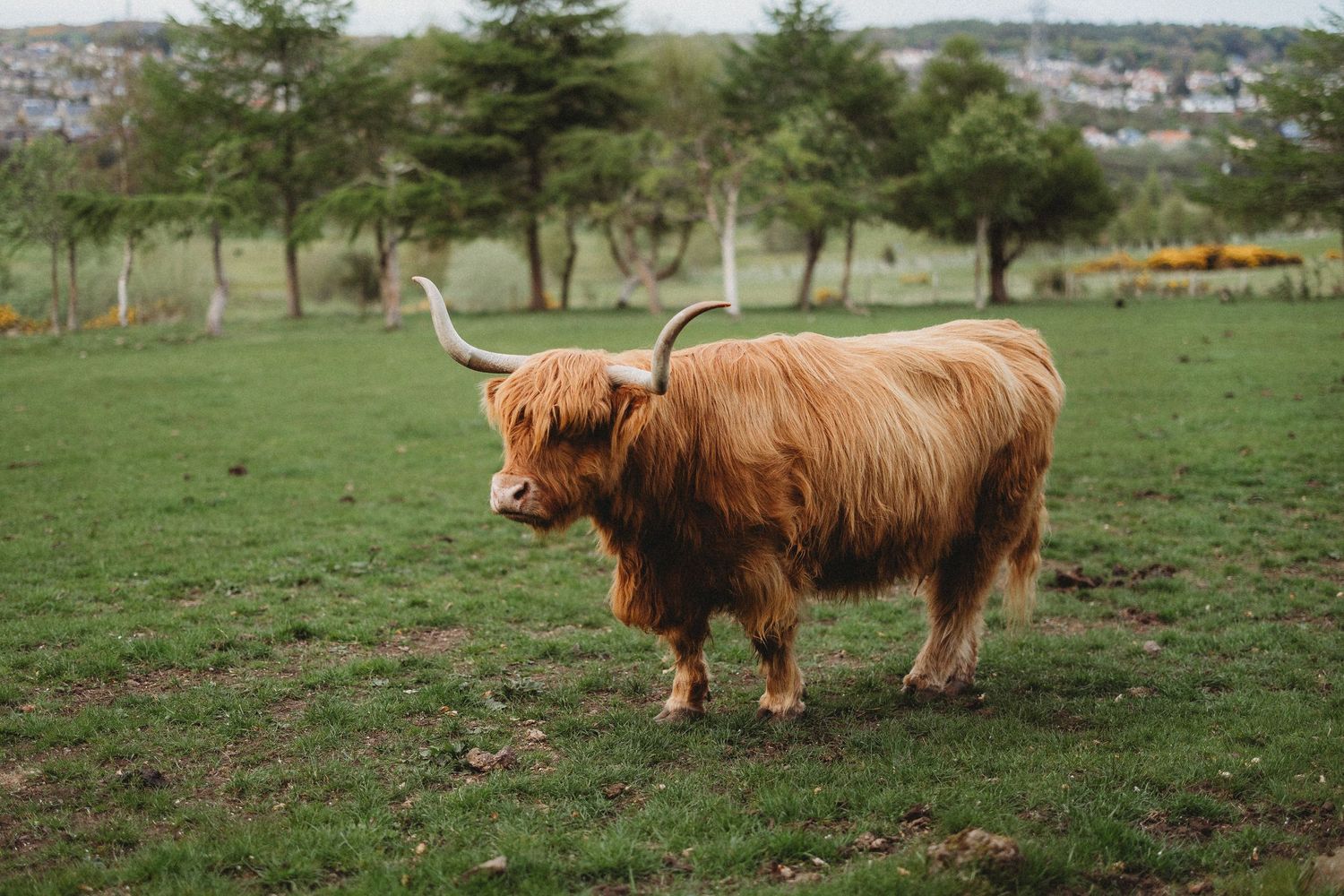 A highland cow with long shaggy brown fur stands in a grassy field with trees in the background.