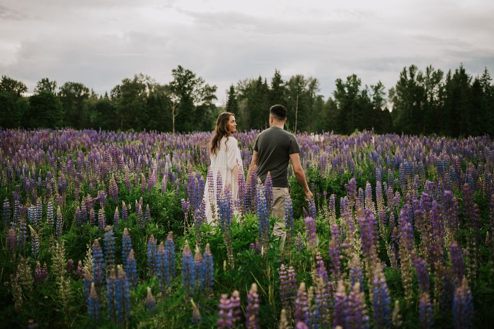 Couple walking and holding hands in lupine field Comox Valley wildflower field locations Photography by Photographer Soulfull Photographs