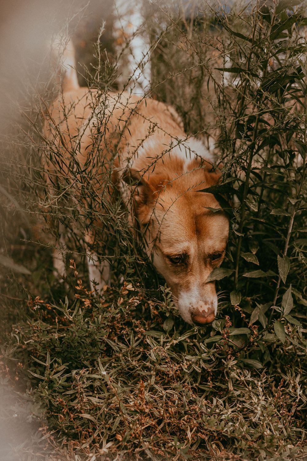 Tan and white dog walking through tall grass in backyard, Whitney Popp photographer