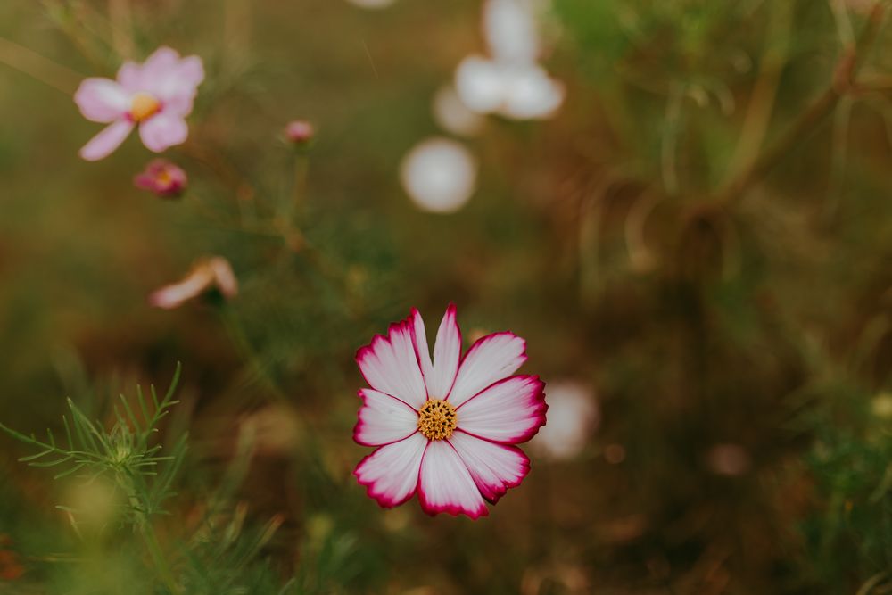 White and pink flower with bokeh background in beautiful field. Whitney Popp, nature photo, photographer