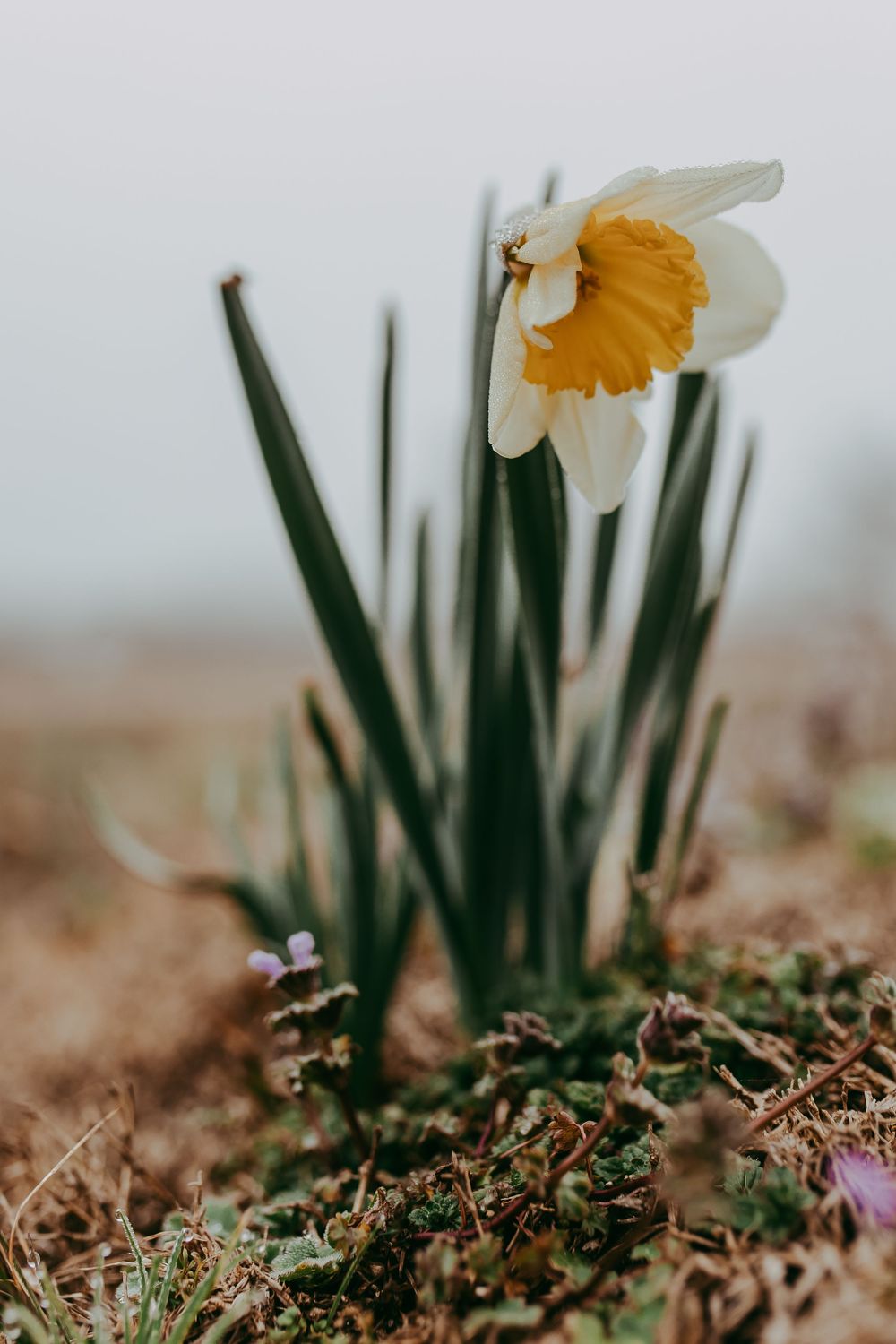 Daffodil and dead nettle growing in a misty field, Whitney Popp photographer.