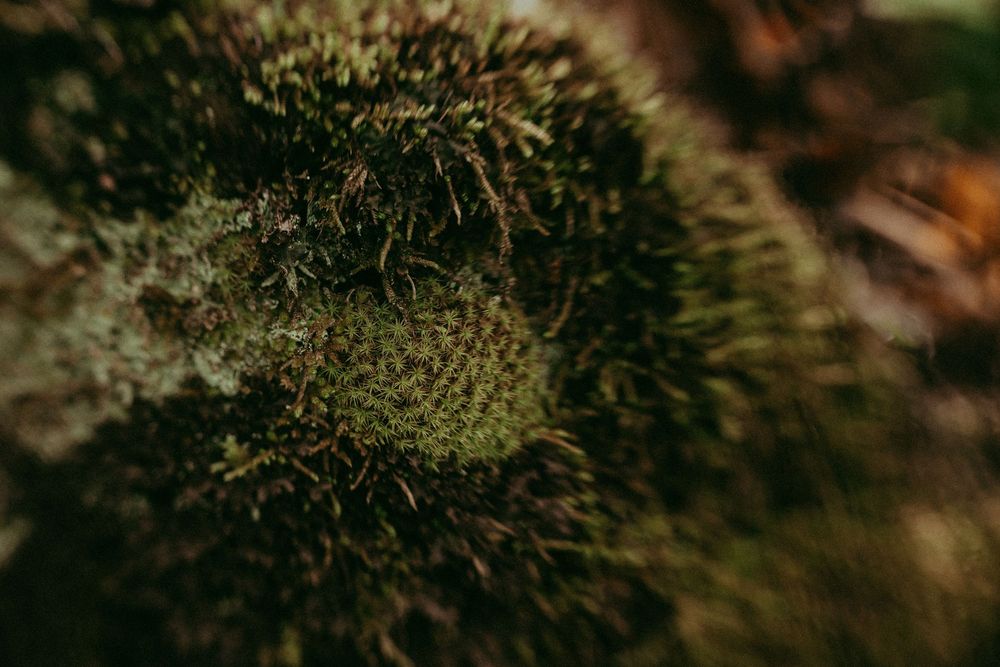 multiple types of moss, dark emotional nature image, Whitney Popp photographer