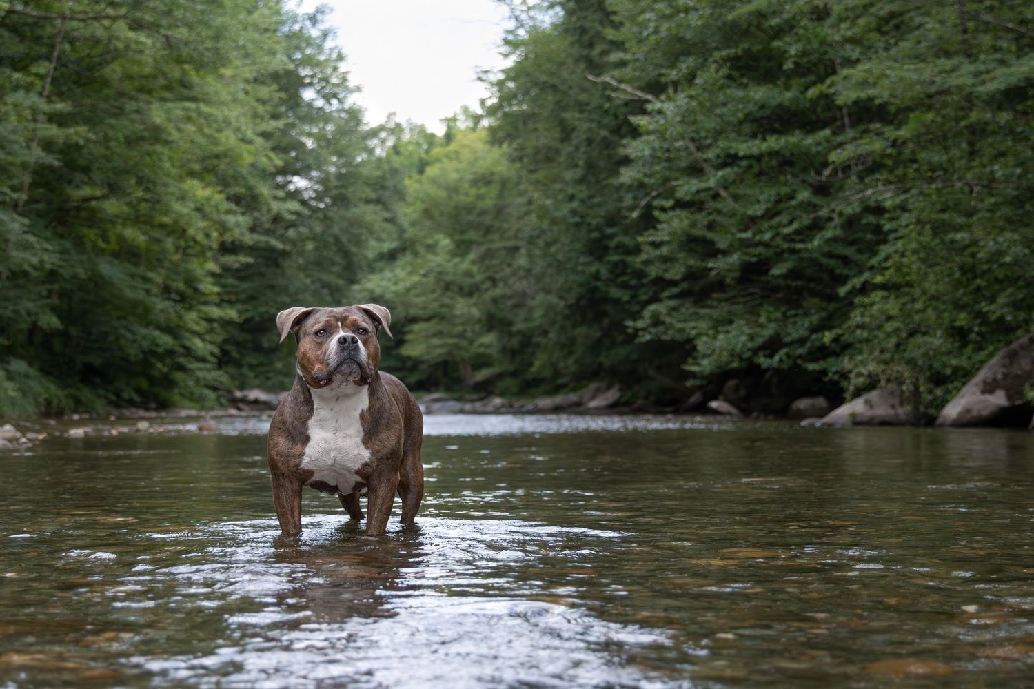 Brown and white pit bull standing in shallow river water surrounded by green forest trees.
