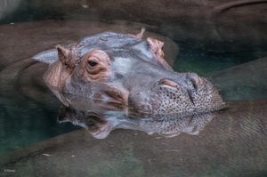 A series of close-up shots showing a hippopotamus partially submerged in dark water with its face and snout visible.