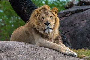 A majestic male lion with golden mane rests regally on a rocky outcrop with small white flowers in background.
