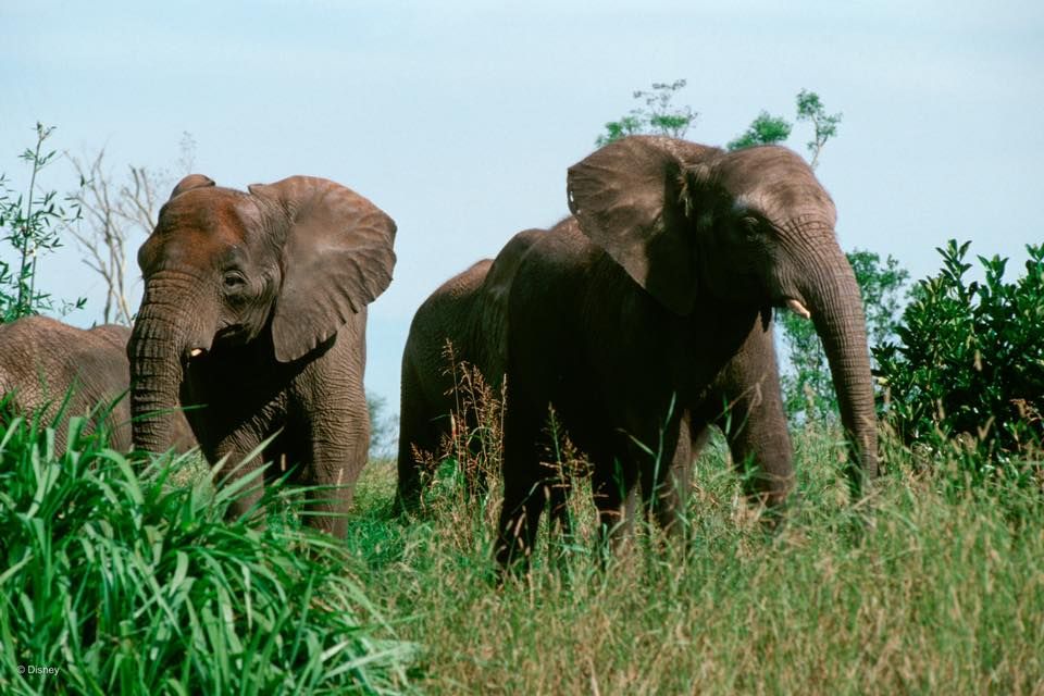 Two African elephants standing together in tall green grass against a bright blue sky on a sunny day.