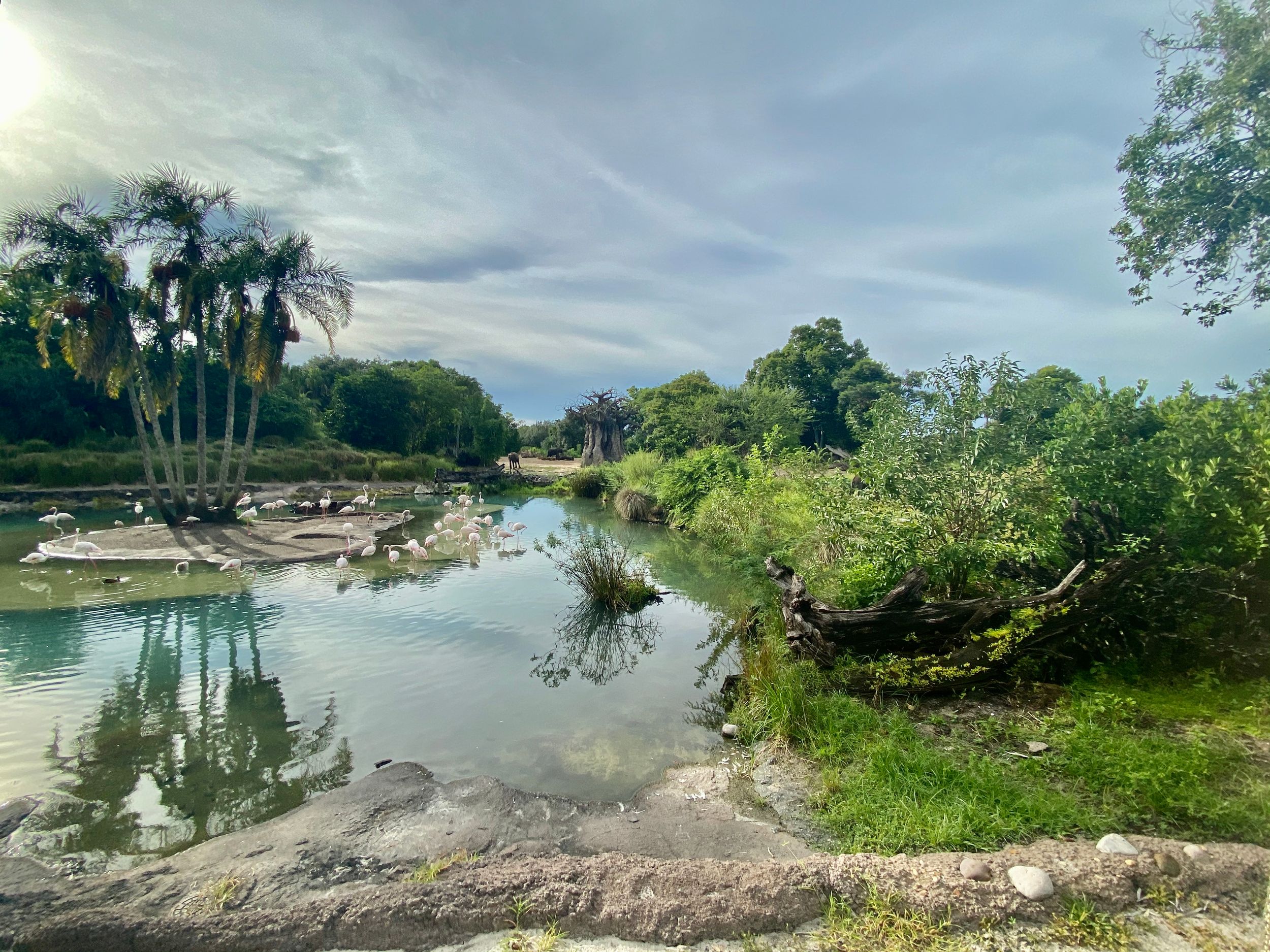 A tranquil lake reflects cloudy skies while surrounded by palm trees and natural rock formations in a tropical setting.