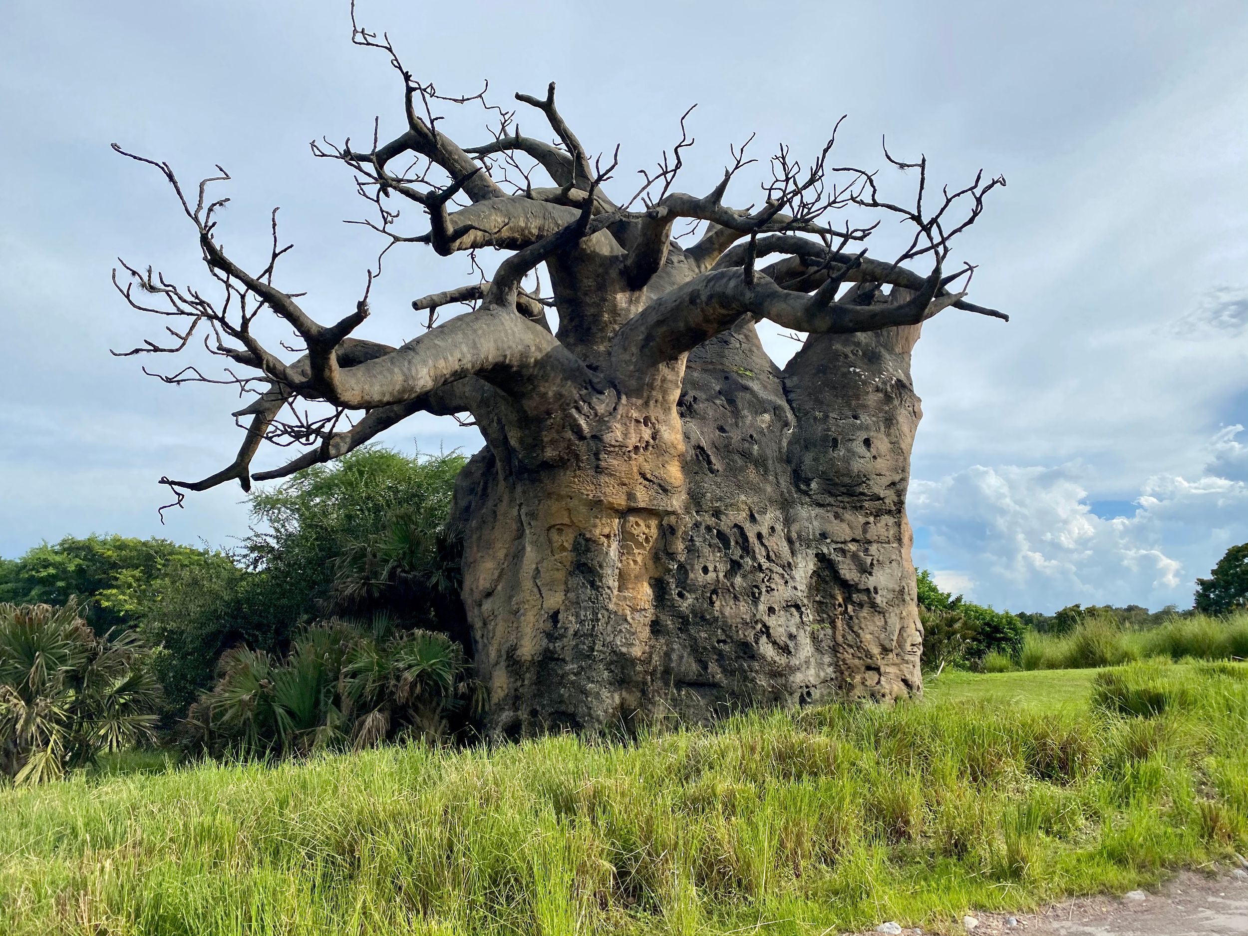 An ancient baobab tree with massive thick trunk and twisted bare branches stands in a grassy African savanna landscape.