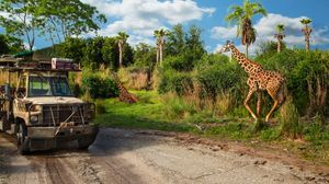 Safari vehicle encounters giraffes in their natural habitat along a dirt path surrounded by palm trees and greenery.