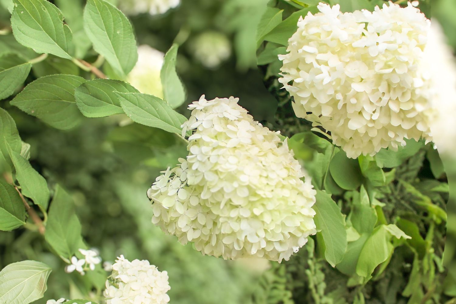 A prayer for Chatham, Illinois expressing grief and heartbreak over a tragic loss.