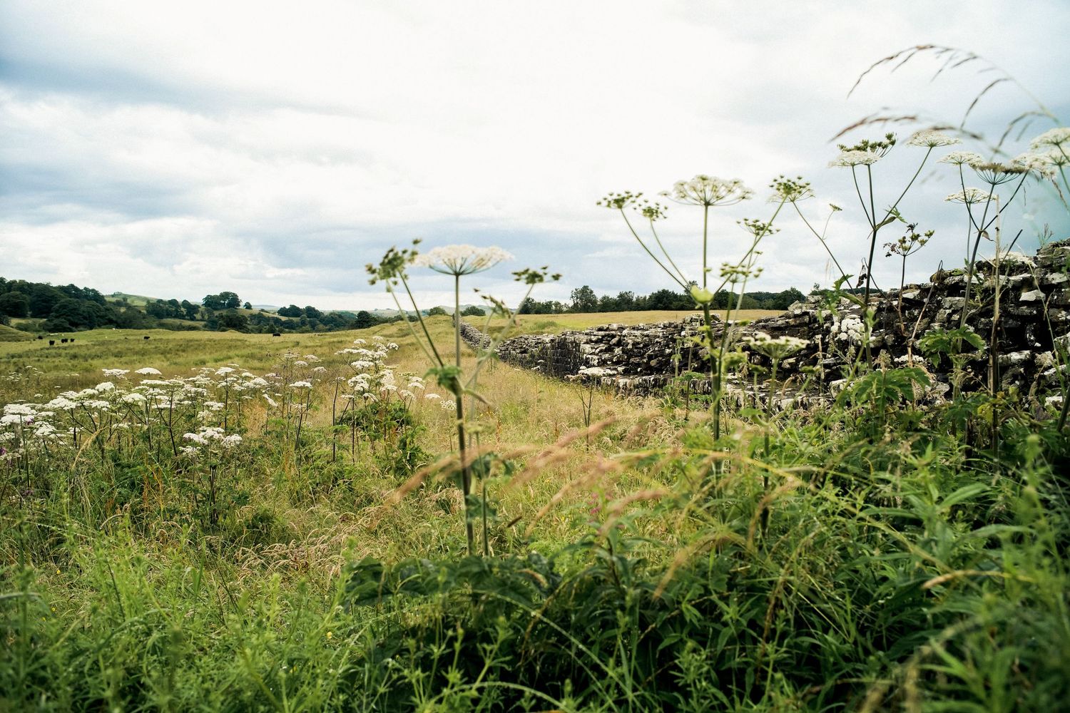 Wild meadow flowers and grasses growing along a stone wall in rural countryside.