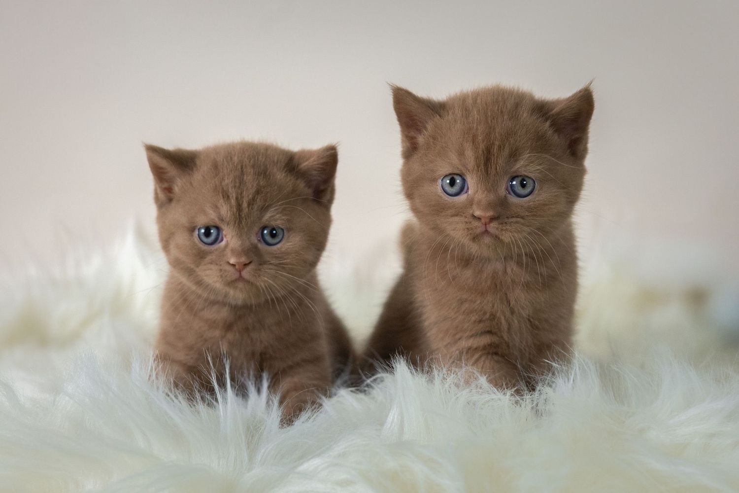 Blue male BSH kitten