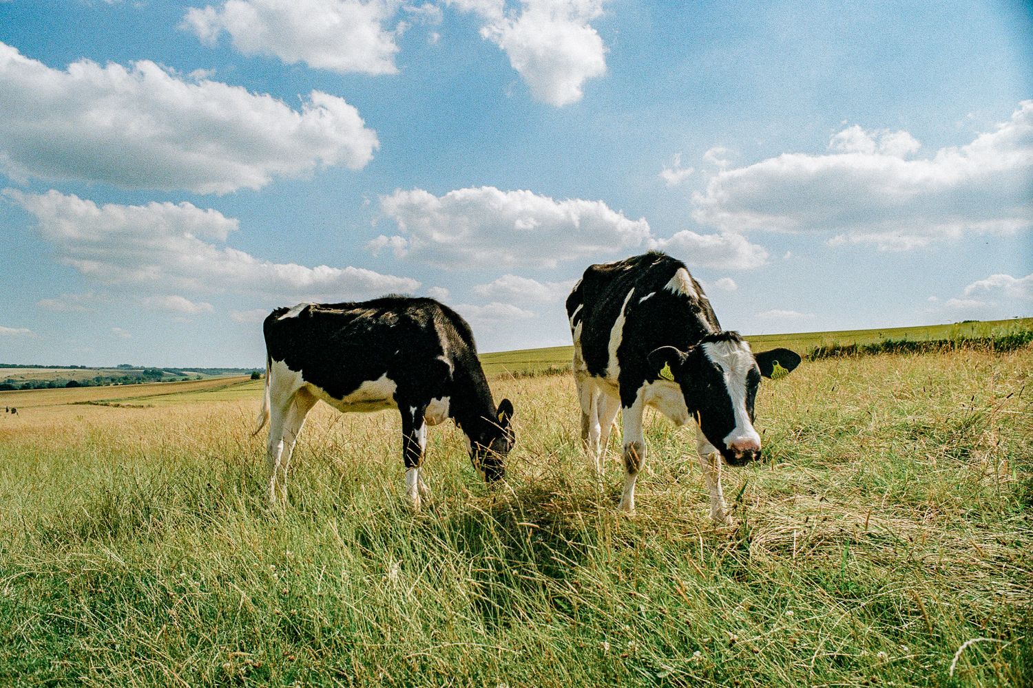 Two black and white dairy cows grazing in a sunny meadow with blue sky and white clouds.