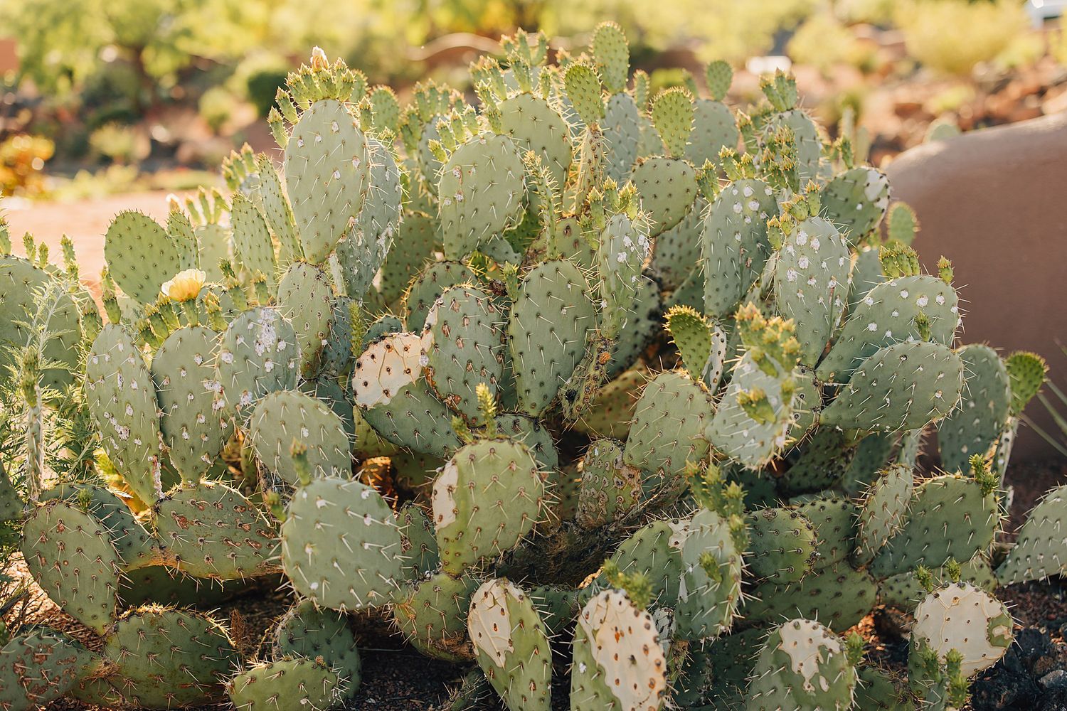 Close-up of a prickly pear cactus with green pads covered in spines, growing outdoors in a sunny desert garden.