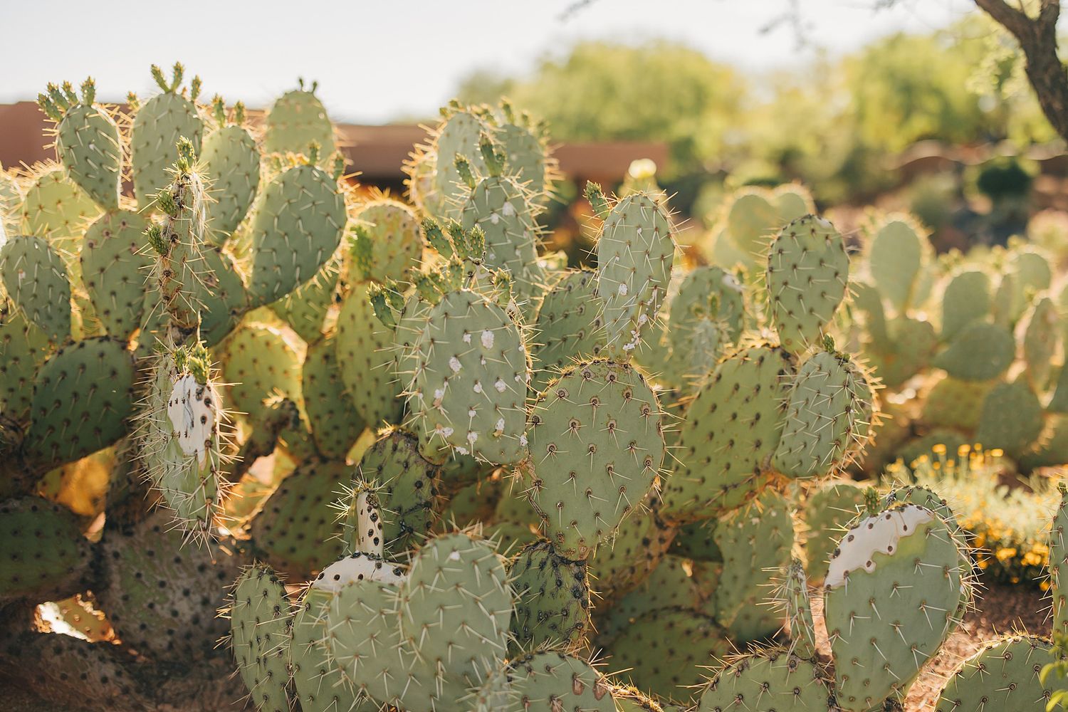 Close-up of vibrant green prickly pear cacti with yellow spines growing in a sunny desert landscape.