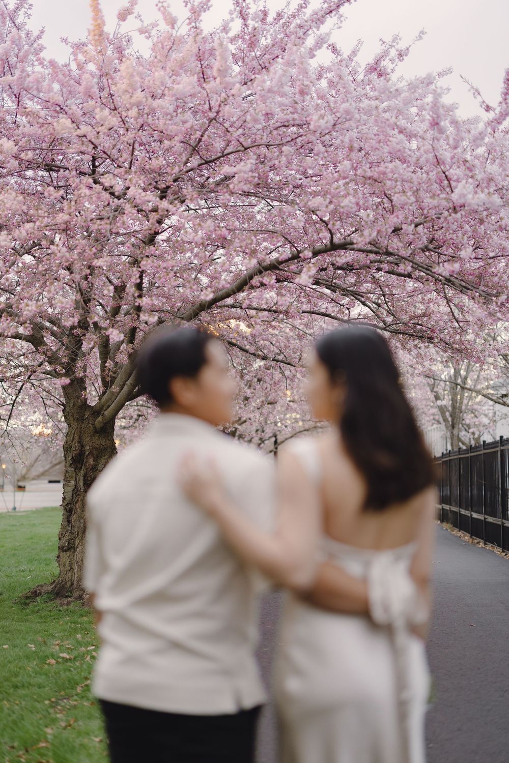 cherry-blossom-engagement-session-Toronto.jpg
 cherry blossom engagement photoshoot in Toronto