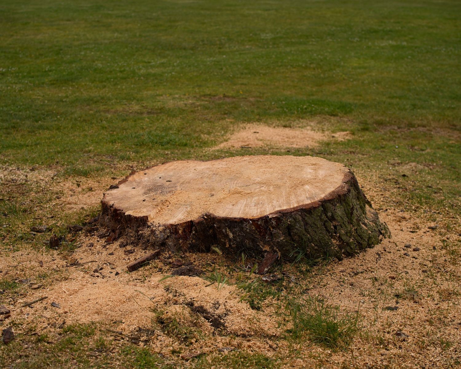 Large freshly cut tree stump on a green lawn surrounded by scattered sawdust and exposed soil.