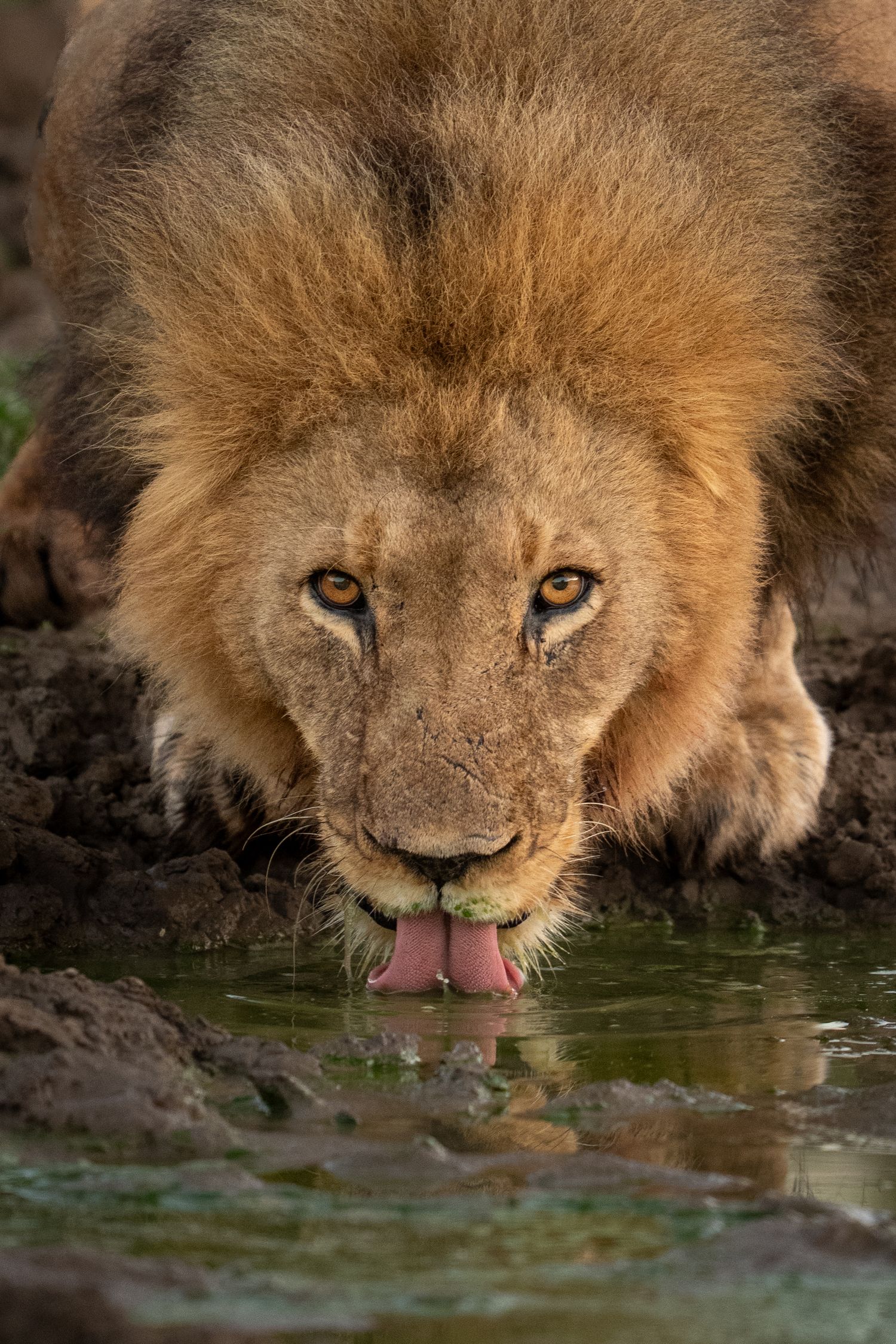 A male lion crouches low to drink water from a muddy pool, with his reflection visible on the surface in the wild.