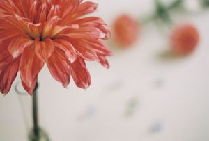 Close-up of a vibrant red dahlia flower in soft focus with blurred blooms in the background.
