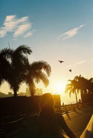 Silhouette of palm trees and person at golden sunset with birds flying against a blue cloudy sky near the ocean.