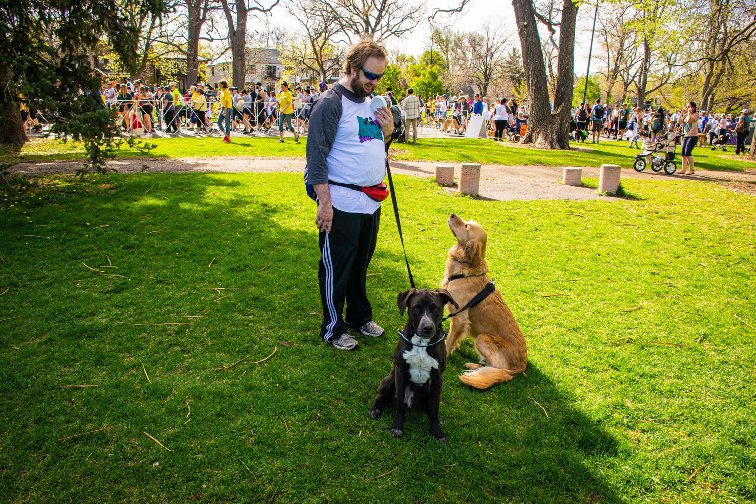 Man walking two dogs on leashes in a sunny park during an outdoor event with crowd in background.