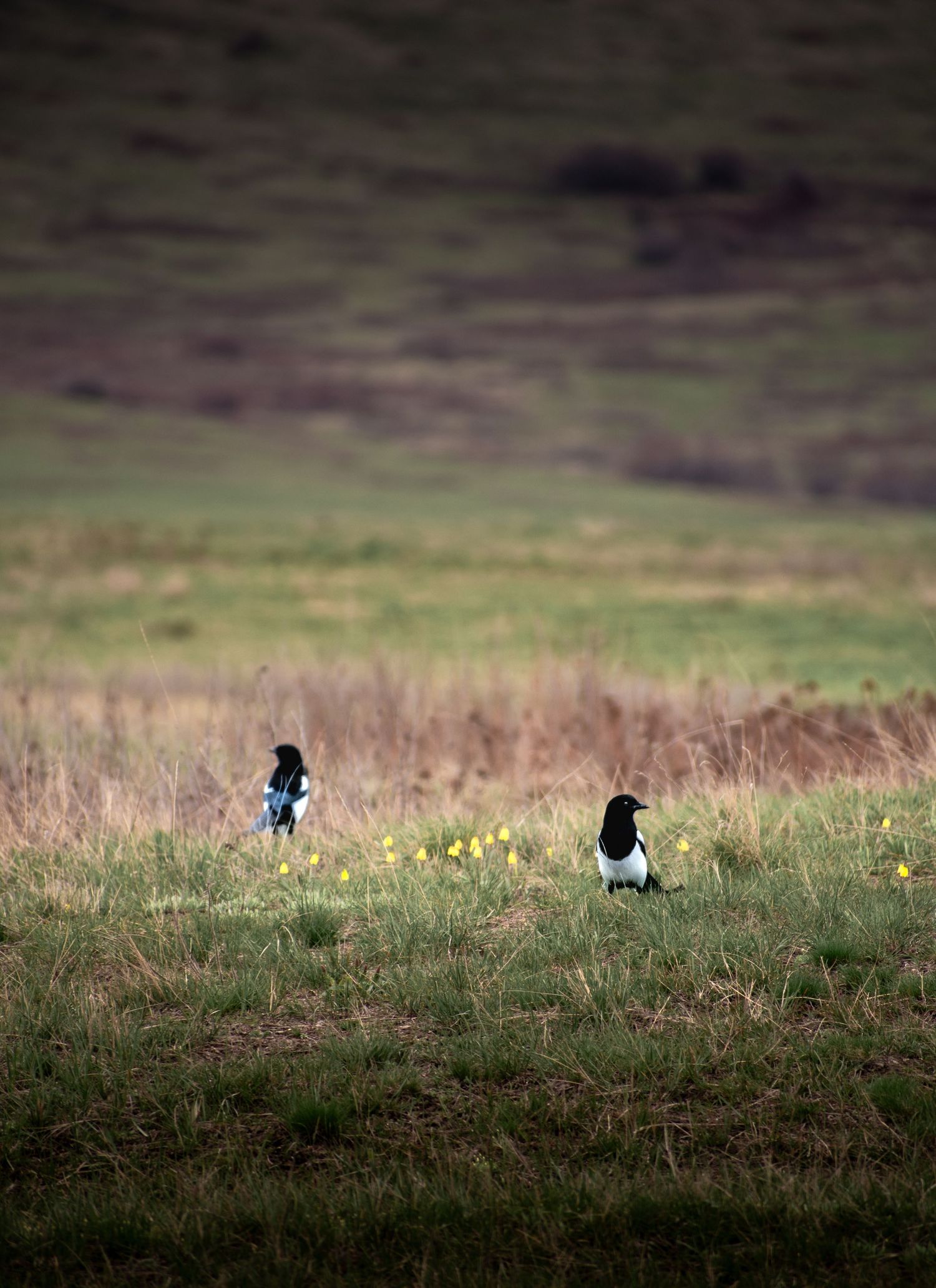 Two black and white magpies stand in a grassy meadow with yellow wildflowers and a blurred hillside backdrop.