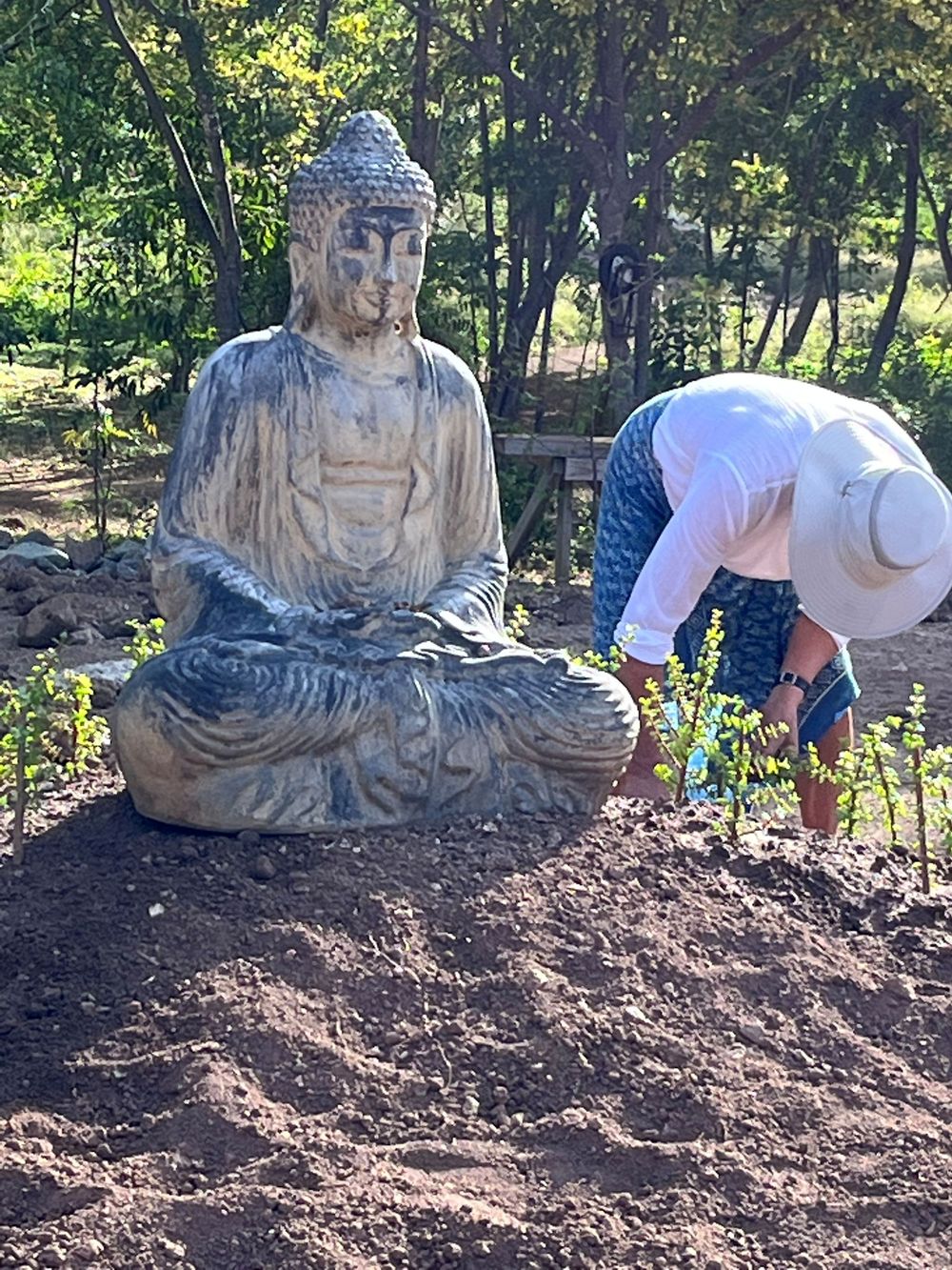 Person planting near a large stone Buddha statue in a serene garden surrounded by lush green trees.