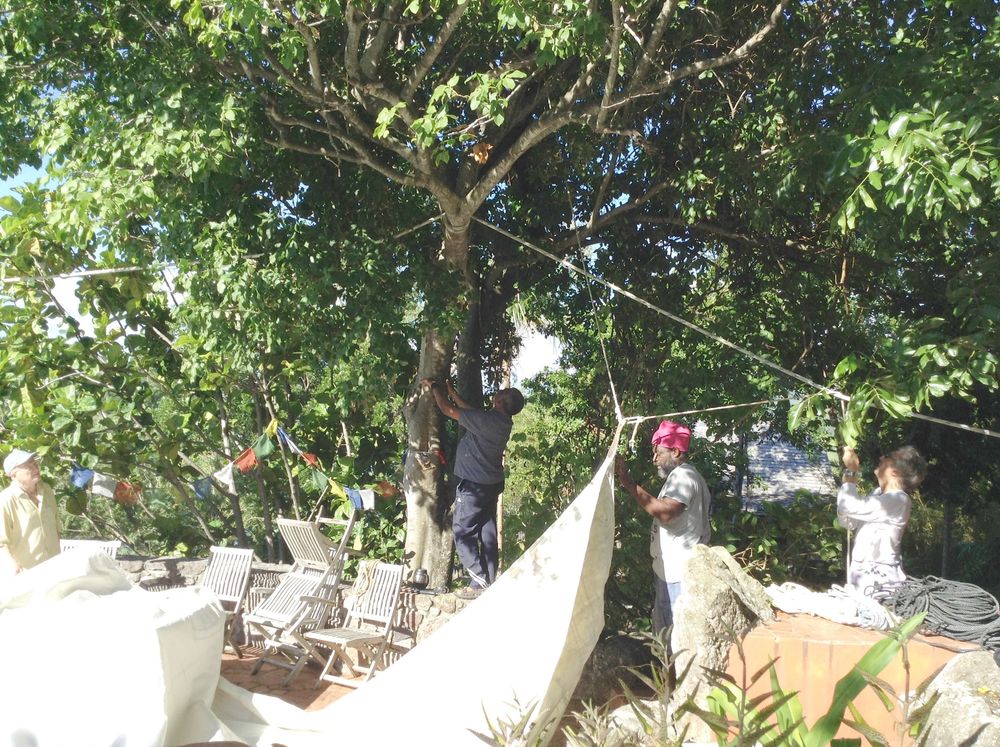 Workers harvesting fruit from a large tree outdoors, with white tarps spread below to catch falling produce.