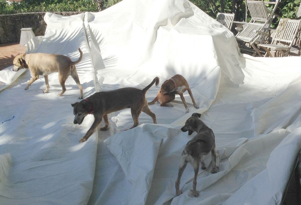Four dogs walking and playing on a large white tarp outdoors in a sunny backyard setting.