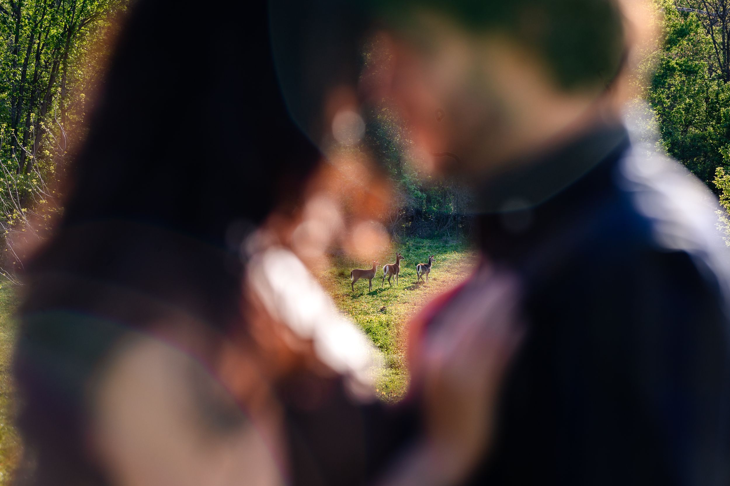 Blurred couple in romantic embrace with lush green trees and a horse visible in the soft-focus background.