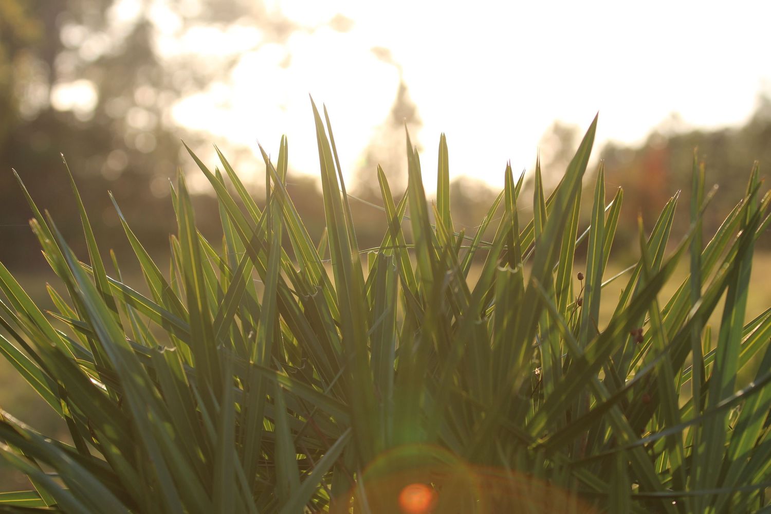 Lush green grass blades glowing in warm golden sunlight with a soft bokeh background at sunset.