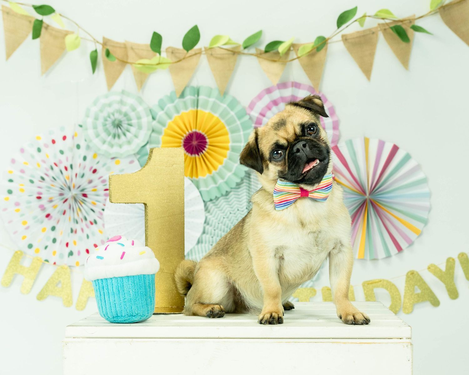 A pug dog wearing a bow tie sits beside a cupcake and number one sign for a first birthday celebration.