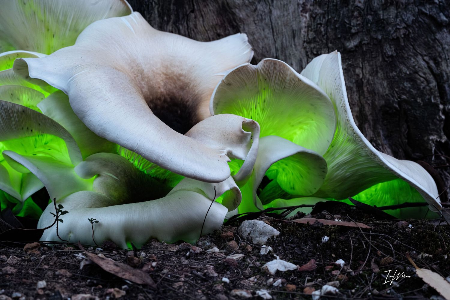 Ghost fungi