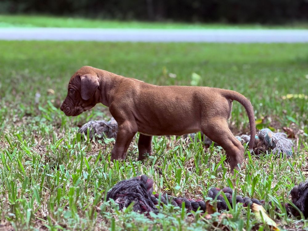 A brown puppy stands on green grass outdoors, exploring its surroundings in a natural setting.